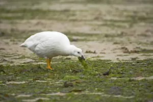 Ganders Prints: Kelp Goose - Male feeding on kelp at low tide Chloephaga hybrida New Island Falklands BI007373