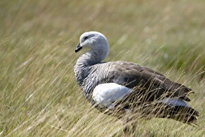David Gallery: Kelp Goose in the Tierra del Fuego National