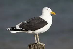 Images Dated 7th July 2010: Kelp Gull / Black-backed Gull - perched on post