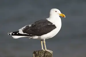 North Island Prints: Kelp Gull / Black-backed Gull - perched on post - Near Thames - North Island - New Zealand