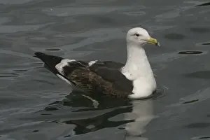 Kelp Gull Immature on the water Western Springs, Auckland, New Zealand