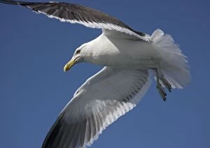 Images Dated 18th January 2005: Kelp gull (= New Zealand black-backed gull) in flight, off Kaikoura; South Island, New Zealand