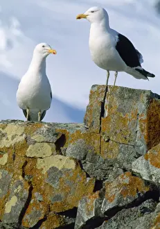 Kelp Gull / Southern Black-backed Gull