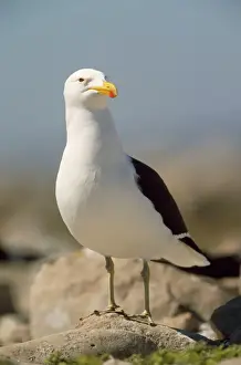 Gulls Prints: Kelp Gull / Southern Black-backed Gull