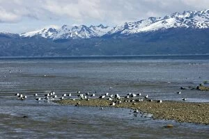 Kelp Gulls resting on the shore
