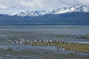 Kelp Gulls resting on the shore - Beagle Channel Tierra del Fuego, Argentina