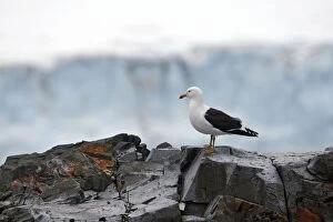Images Dated 28th January 2008: Kelp / Southern Black-backed Gull - Half Moon island