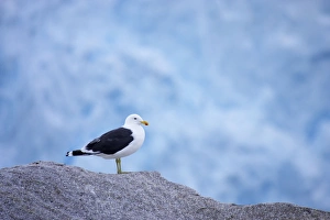 Kelp / Southern Black Backed Gull - On iceberg with glacier in background Kelp / Southern Black Backed Gull - On iceberg with glacier in background