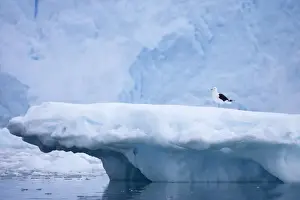 Kelp / Southern Black Backed Gull - On iceberg with glacier in background Larus dominicanus Neko Harbour Antarctic Penninsular BI007348