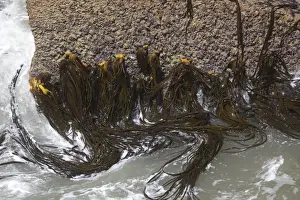 Kelp - in the Surge Pool at the Pancake Rocks - Punakaiki - West Coast - South Island - New Zealand