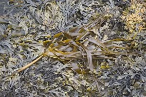 Kelp - amongst Toothed Wrack (Fucus serratus)