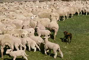 Herds Prints: Kelpie working dog - mustering sheep - New South Wales, Australia JPF24793