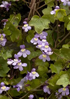 Kenilworth Ivy / Ivy-leaved Toadflax
