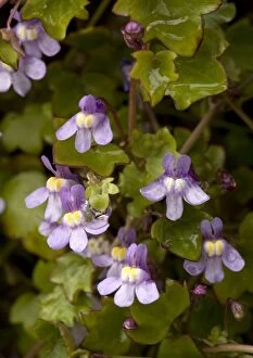 Images Dated 23rd April 2005: Kenilworth Ivy, Ivy-leaved Toadflax