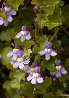 Wall Prints: Kenilworth Ivy, Ivy-leaved Toadflax