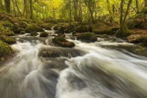Streams Gallery: Kennall Vale - River and Woodland - Cornwall - UK