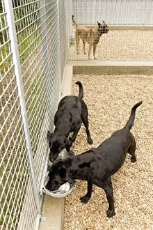 Kennels - dogs drinking water from bowls in cage / run