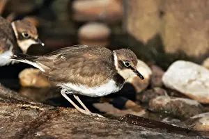 Kentish Plover - in winter. Coto Donana National Park - Spain