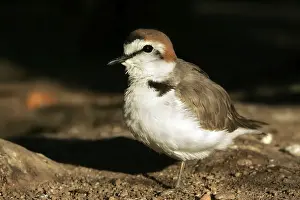 Kentish Plover - in winter. Coto Donana National Park - Spain
