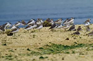 Kentish Plovers - flock by water