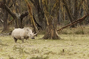 Kenya, Africa. Adult Rhinoceros with giant