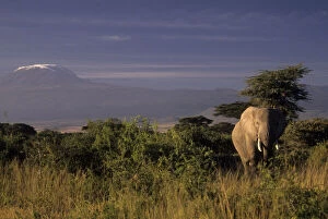 Kenya: Amboseli, African elephant ('Loxodonta)