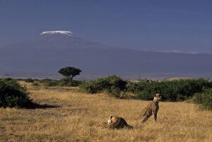 Amboseli Gallery: Kenya: Amboseli, two cheetahs ('Acinonyx)