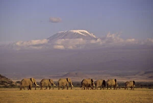 Amboseli Gallery: Kenya, Amboseli. Herd of African elephants