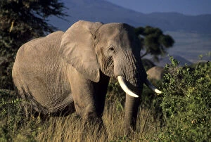 Amboseli Gallery: Kenya: Amboseli, male African elephant ('Loxodonta)