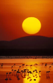 Kenya, Amboseli National Park. Flock of