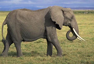 Images Dated 26th January 2011: Kenya, Amboselli. African Elephant (Loxodonta)