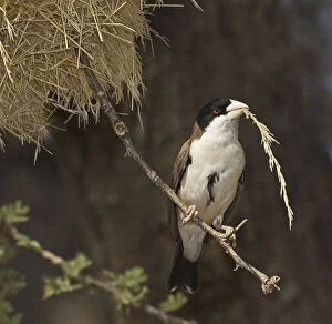 Kenya. Black-capped social weaver bird with