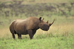 Bicornis Gallery: Kenya. Black Rhinoceros (Diceros bicornis)