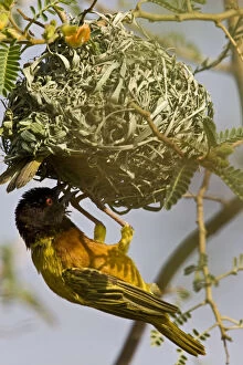 Kenya. Brown-capped weaver bird building
