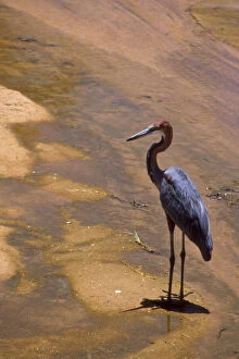 Images Dated 28th May 2010: Kenya: Buffalo Springs National Reserve