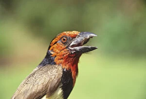 Barbet Gallery: Kenya. Close-up of black-collared barbet