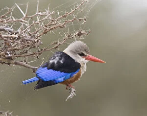 Kingfisher Gallery: Kenya. Close-up of gray-headed kingfisher