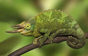 Kenya. Close-up of Jacksons Chameleon