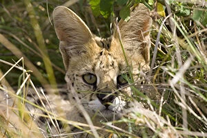 Kenya. Close-up of serval cat in brush