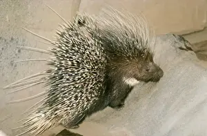 Kenya Crested Porcupine