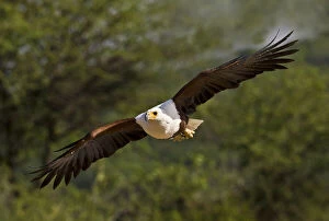Kenya. Fish eagle in flight