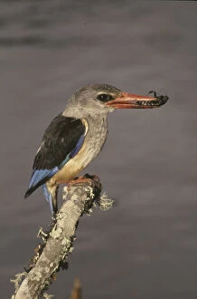 Kingfisher Gallery: Kenya. Grey-hooded kingfisher on limb with