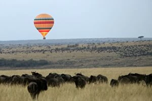 Images Dated 29th August 2004: Kenya - Hot air balloon over savannah & Buffalo Kenya - Hot air balloon over savannah & Buffalo