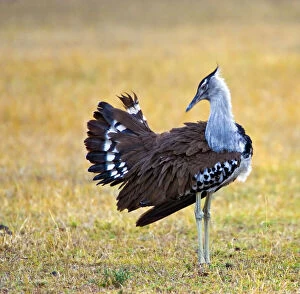 Kenya. Kori bustard bird standing in a field