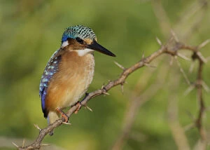 Kingfisher Gallery: Kenya, Lake Baringo. Close-up of pygmy kingfisher