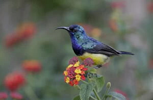 Images Dated 31st March 2009: Kenya, Lake Naivasha. Variable sunbird male