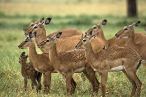 Kenya: Lake Nakuru, herd of female impalas