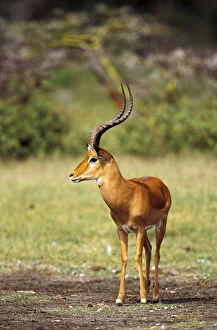 Kenya, Lake Nakuru National Park. Adult