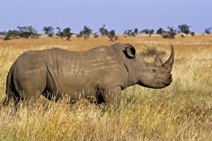 Kenya: Lewa Wildlife Conservancy, white
