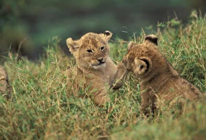 Images Dated 26th January 2011: Kenya. Lion Cubs playing (Panthera Leo)